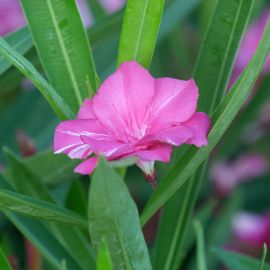 Nerium oleander 'Tamoure'