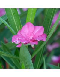Nerium oleander - Laurier rose 'Tamouré'