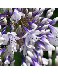 Agapanthe 'Fireworks'