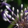 Agapanthus 'Fireworks'