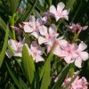 Nerium oleander 'Sealy Pink'