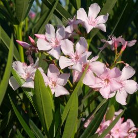 Laurier-rose 'Sealy Pink' (Nerium oleander)