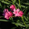 Nerium oleander 'Framboise'