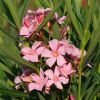 Nerium oleander 'Tito Poggi'