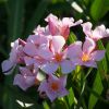 Nerium oleander 'Caro'