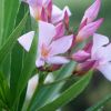Nerium oleander 'Caro'