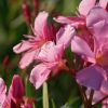 Nerium oleander 'Souvenir d'Emma Schneider'