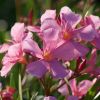 Nerium oleander 'Souvenir d'Emma Schneider'