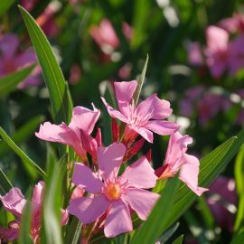 Nerium oleander 'Soleil levant'