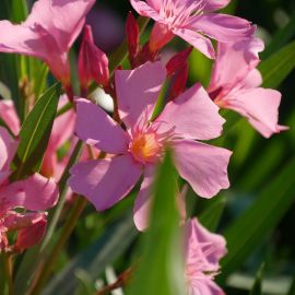 Nerium oleander 'Soleil levant'