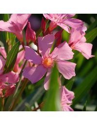 Nerium oleander - Laurier rose 'Soleil levant'