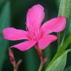 Nerium oleander - Laurier rose 'Jannoch'