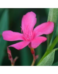Nerium oleander - Laurier rose 'Jannoch'