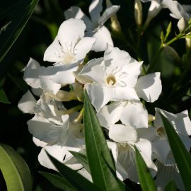 Nerium oleander 'Mont Blanc'