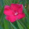 Nerium oleander 'Emile Sahut'