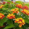 Lantana camara 'Bandana Orange'