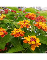 Lantana camara 'Bandana Orange'