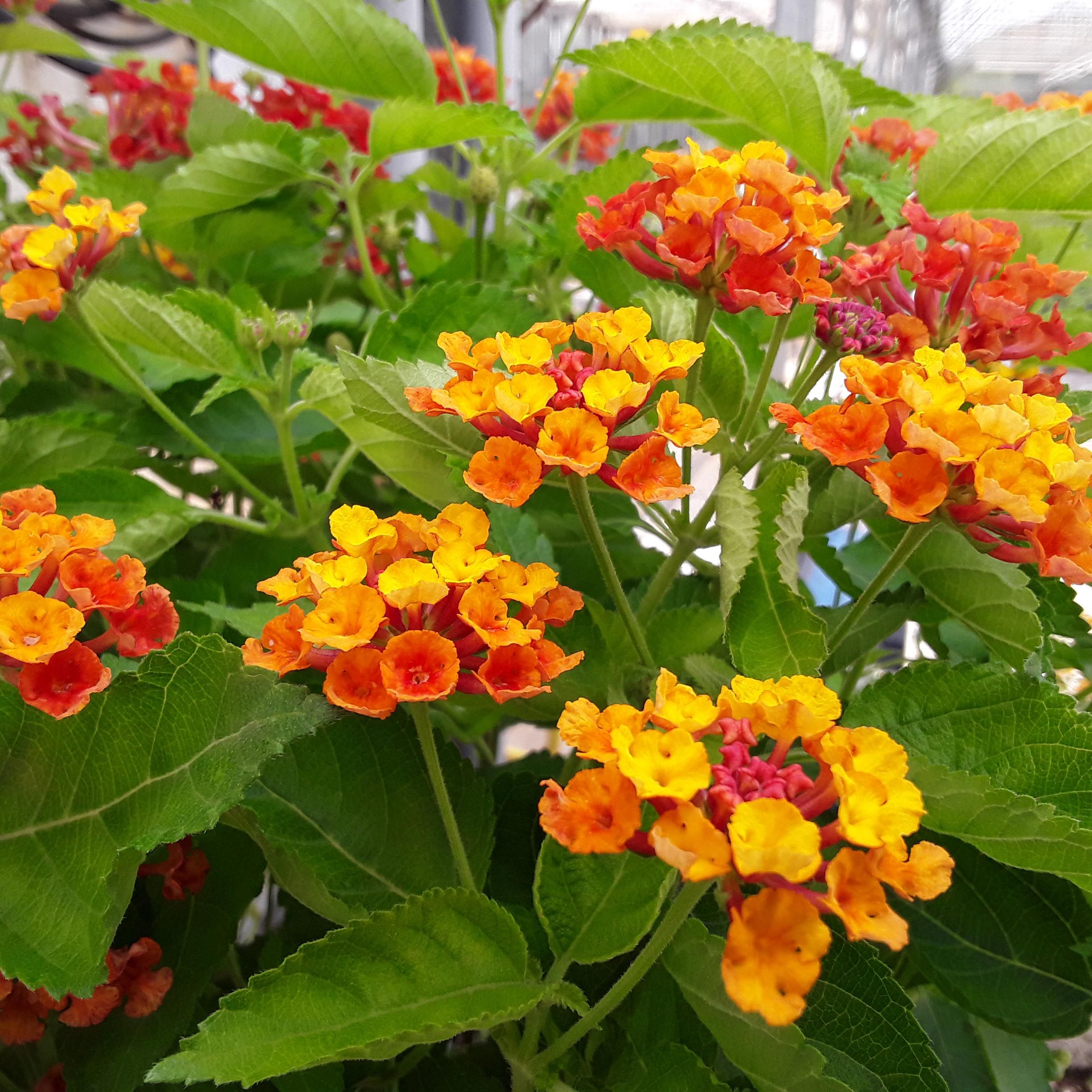 Beware!  The Hidden Risk Of Handling Lantana Plants - w96v4dp