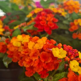 Lantana camara 'Bandana Orange'