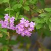 Lantana sellowiana 'Lilas'