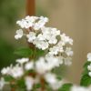 Lantana sellowiana 'Blanc'