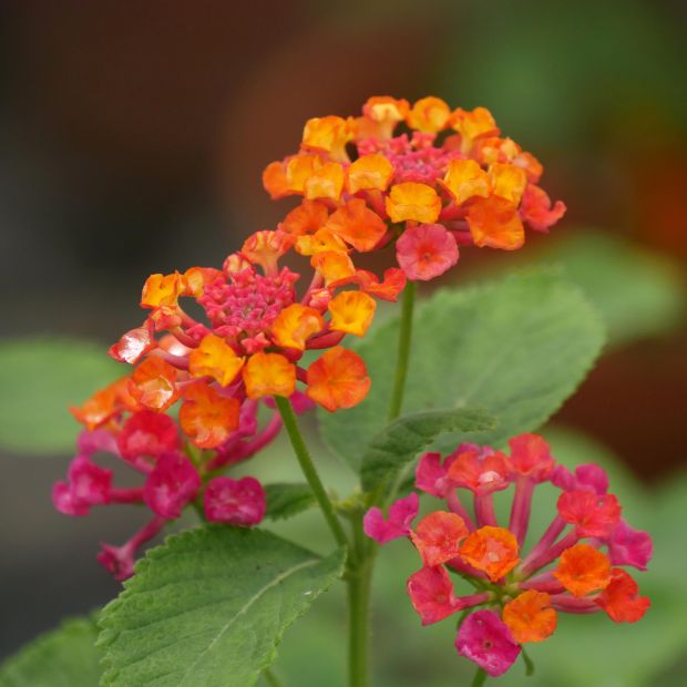 Lantana camara 'Flamenco'