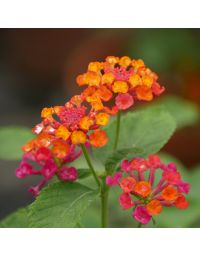 Lantana camara 'Flamenco'