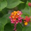 Lantana camara 'Brasier'