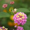 Lantana camara 'Orthenbourg'