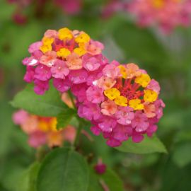 Lantana camara 'Lucky Sunrise Rose'