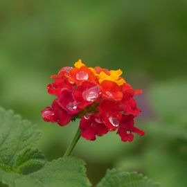 Lantana camara 'Violet de Corse'