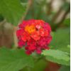 Lantana camara 'Violet de Corse'