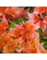 Bougainvillier 'Double Orange'