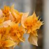 Bougainvillea 'Double Jaune'