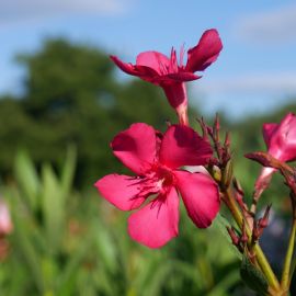 Nerium oleander 'Claudia'