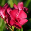 Nerium oleander 'Emile Sahut'