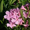 Nerium oleander 'Magaly'