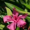 Nerium Oleander 'Grandiflorum'