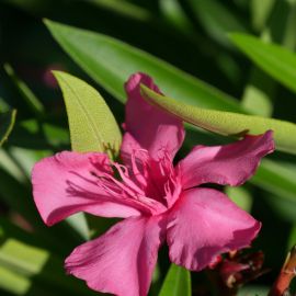 Nerium Oleander - Laurier rose 'Grandiflorum'