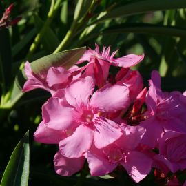 Laurier rose - Nerium oleander - Grand arbuste à longue floraison rose vif