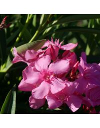 Nerium Oleander - Laurier rose 'Grandiflorum'