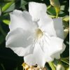 Nerium oleander 'Mont Blanc'