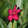 Nerium oleander 'Petite Red'