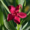 Nerium oleander 'Petite Red'