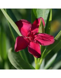 Nerium oleander - Laurier rose 'Petite Red'