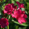 Nerium oleander 'Italia'