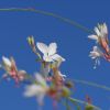 Gaura Lindheimeri