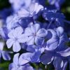 Plumbago capensis