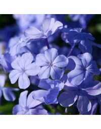 Plumbago capensis - Dentelaire du Cap