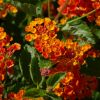 Lantana camara repens 'Orange Carpet'